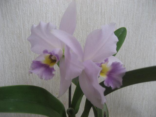 ���ƒ�̉ԂƎČ��E��