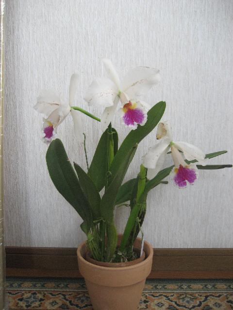 ���ƒ�̉ԂƎČ��E��