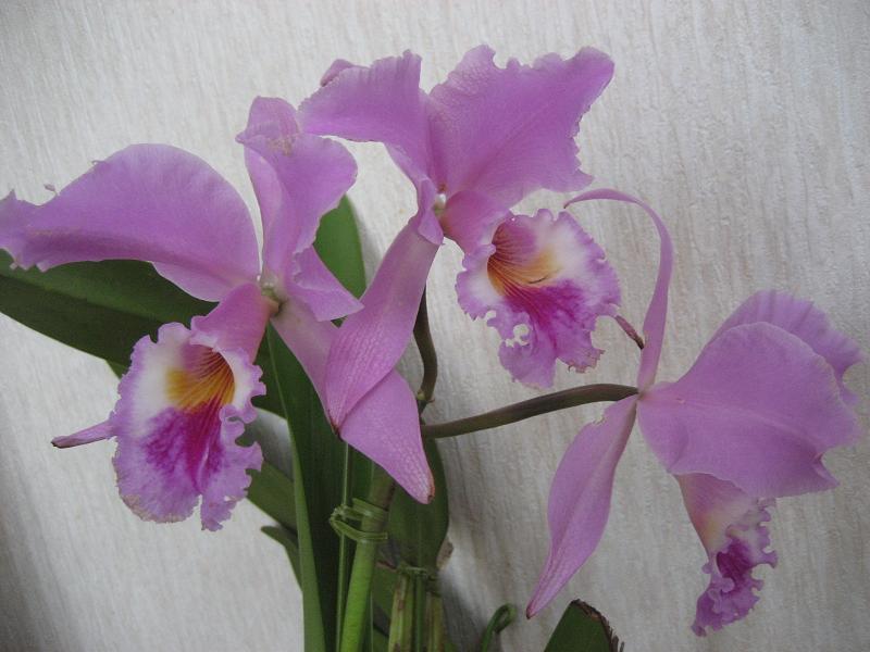 ���ƒ�̉ԂƎČ��E��