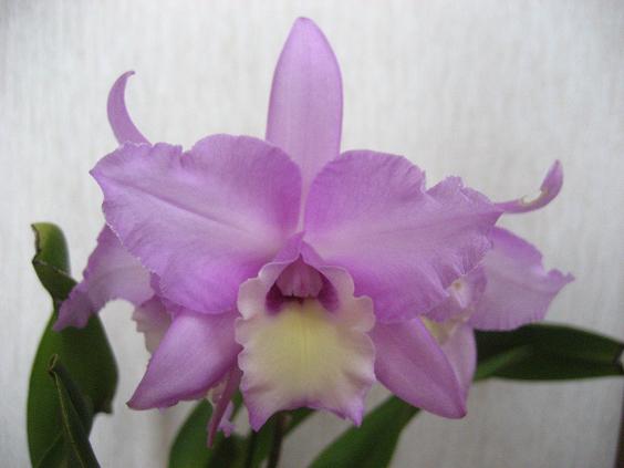 ���ƒ�̉ԂƎČ��E��