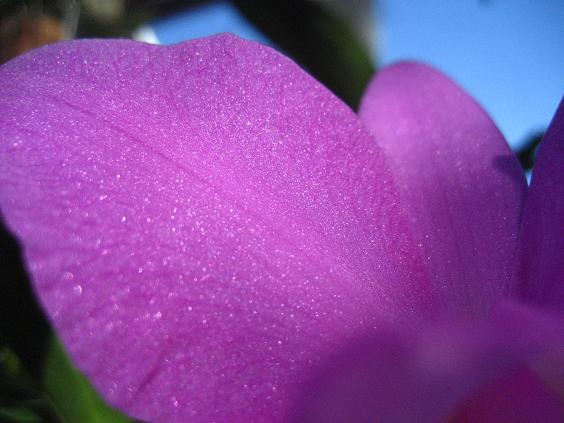 ���ƒ�̉ԂƎČ��E��