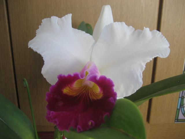 ���ƒ�̉ԂƎČ��E��