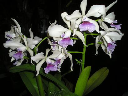 ���ƒ�̉ԂƎČ��E��