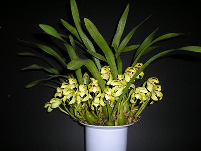 ���ƒ�̉ԂƎČ��E��