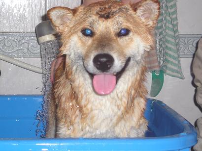 ���ƒ�̉ԂƎČ��E��