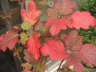 ���ƒ�̉ԂƎČ��E��