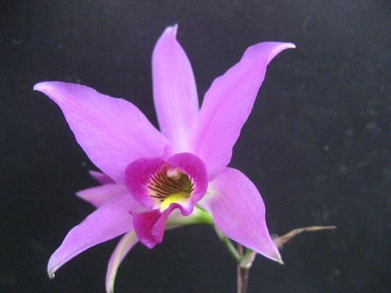 ���ƒ�̉ԂƎČ��E��