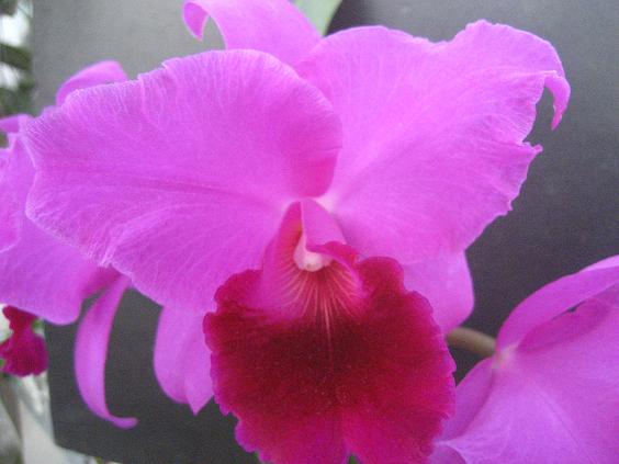 ���ƒ�̉ԂƎČ��E��