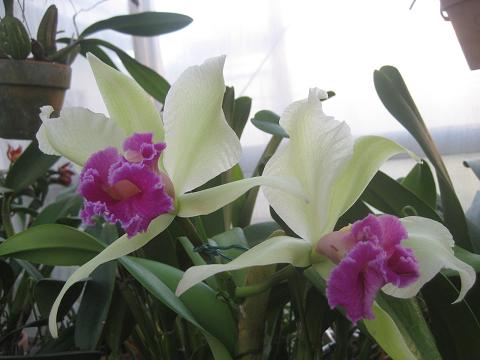 ���ƒ�̉ԂƎČ��E��