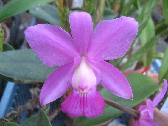 ���ƒ�̉ԂƎČ��E��