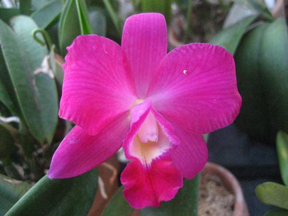 ���ƒ�̉ԂƎČ��E��