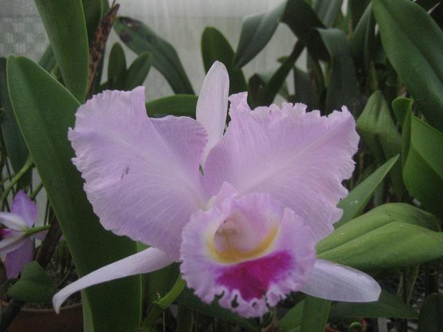 ���ƒ�̉ԂƎČ��E��