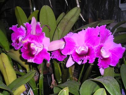 ���ƒ�̉ԂƎČ��E��