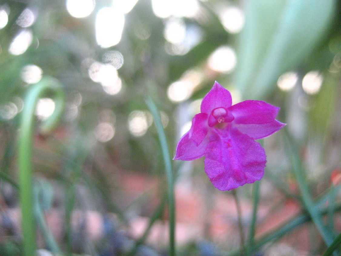 ���ƒ�̉ԂƎČ��E��