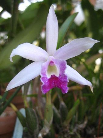 ���ƒ�̉ԂƎČ��E��