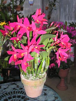 ���ƒ�̉ԂƎČ��E��