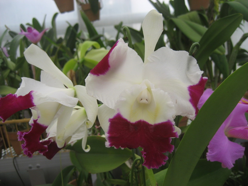 ���ƒ�̉ԂƎČ��E��