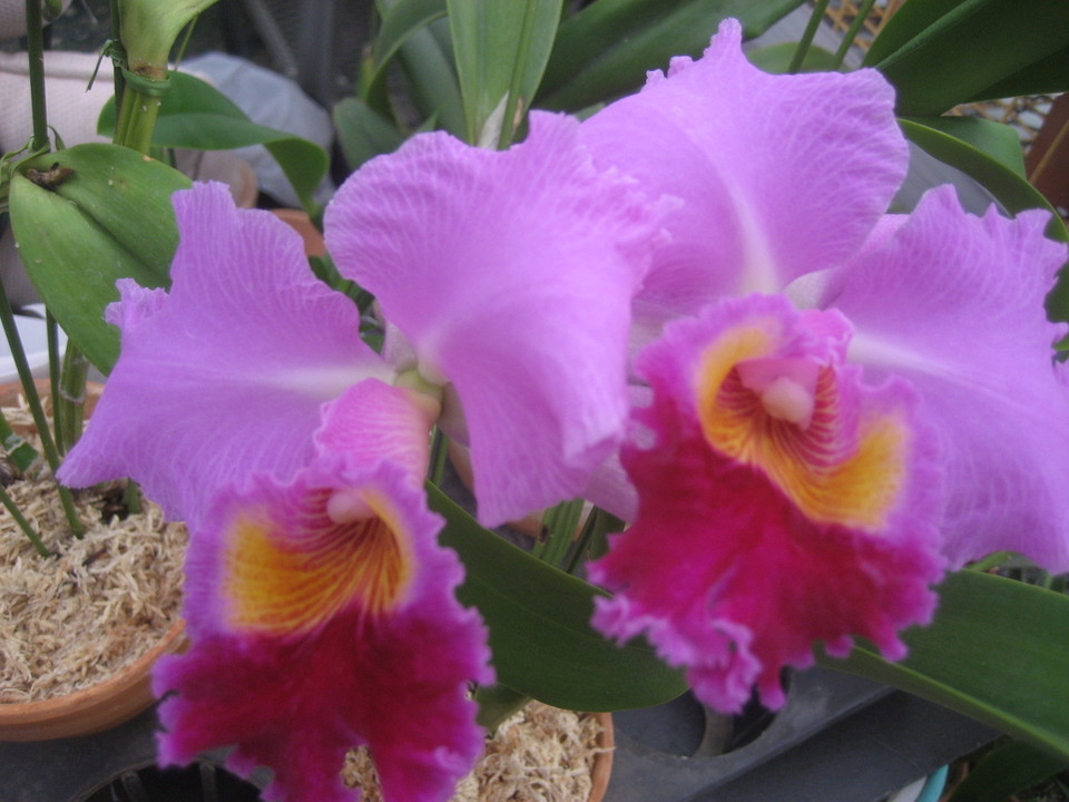 ���ƒ�̉ԂƎČ��E��