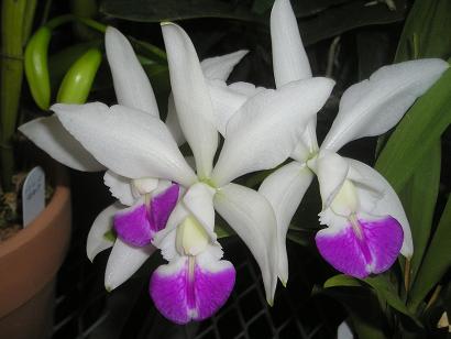 ���ƒ�̉ԂƎČ��E��