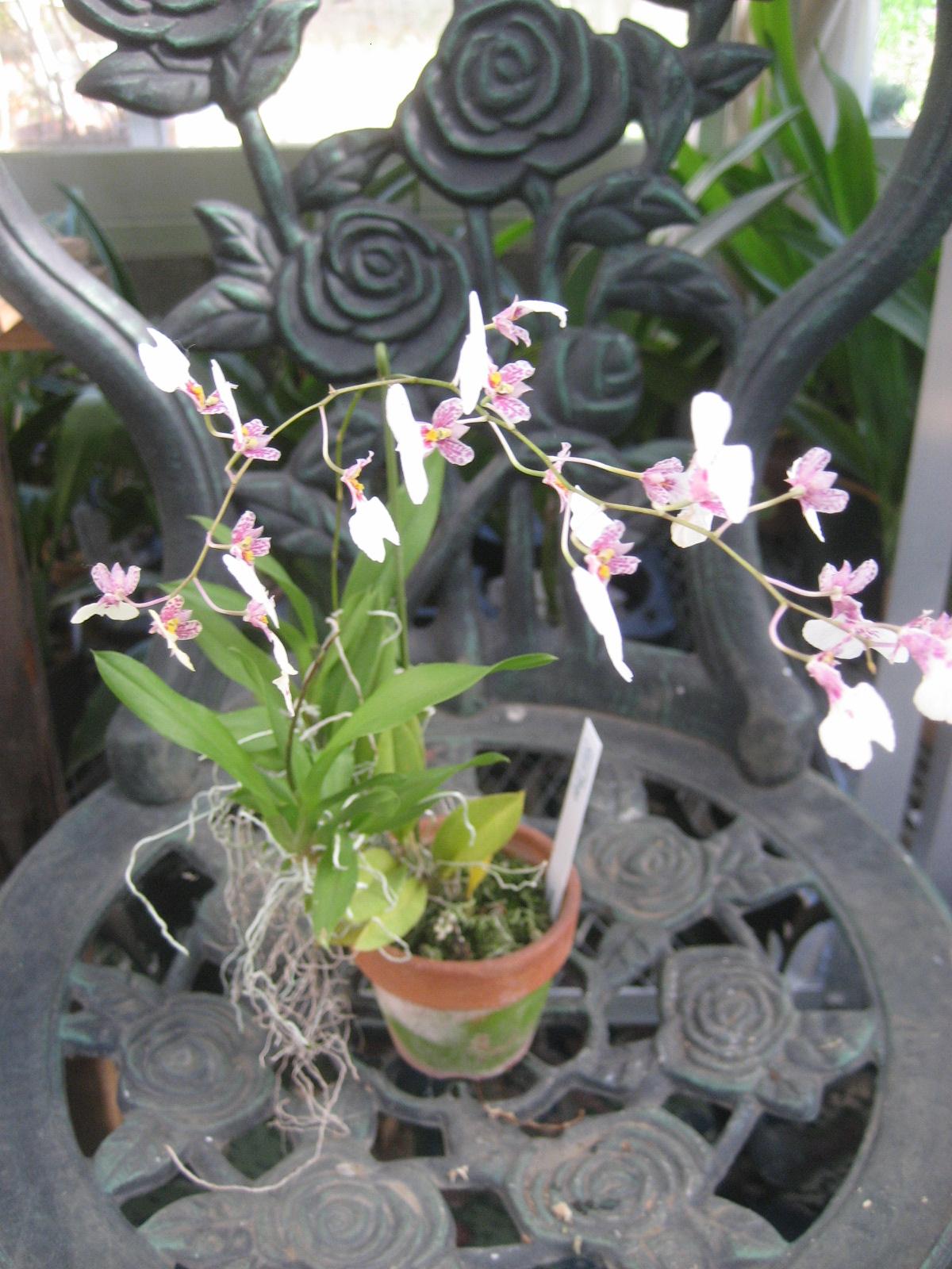 ���ƒ�̉ԂƎČ��E��