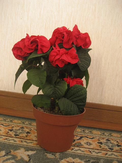 ���ƒ�̉ԂƎČ��E��