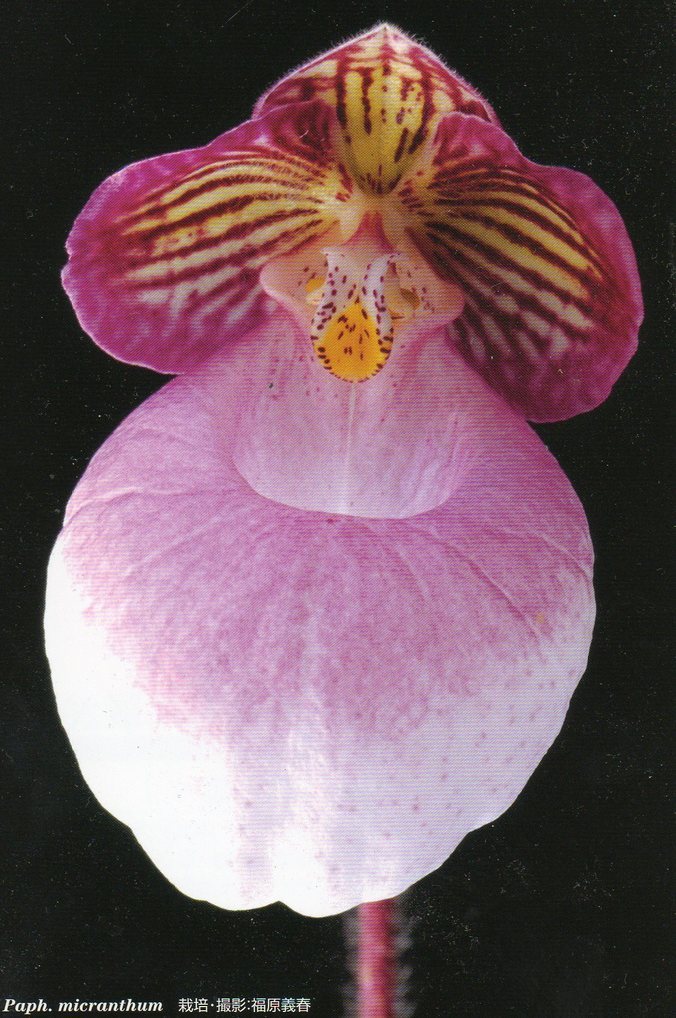 ���ƒ�̉ԂƎČ��E��