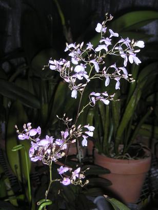 ���ƒ�̉ԂƎČ��E��