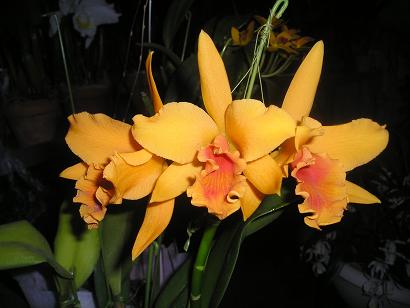 ���ƒ�̉ԂƎČ��E��