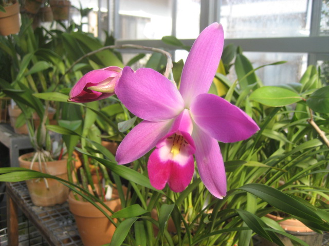 ���ƒ�̉ԂƎČ��E��