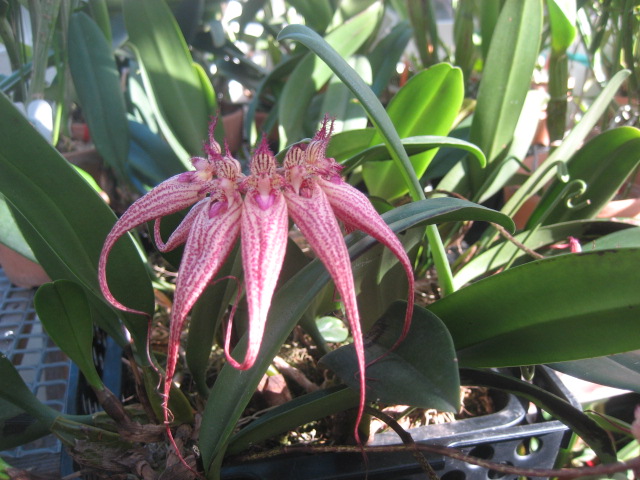 ���ƒ�̉ԂƎČ��E��