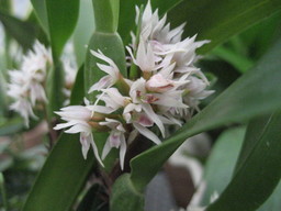 ���ƒ�̉ԂƎČ��E��