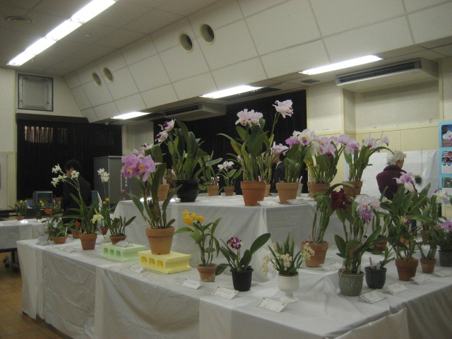 ���ƒ�̉ԂƎČ��E��