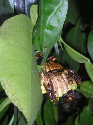 ���ƒ�̉ԂƎČ��E��