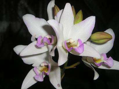 ���ƒ�̉ԂƎČ��E��