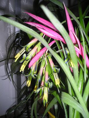 ���ƒ�̉ԂƎČ��E��