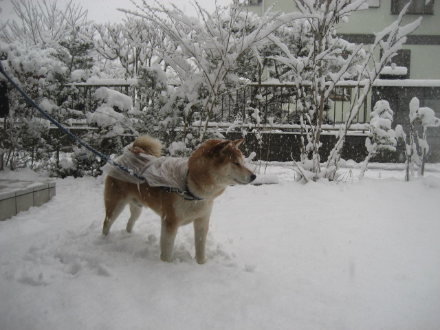 ���ƒ�̉ԂƎČ��E��