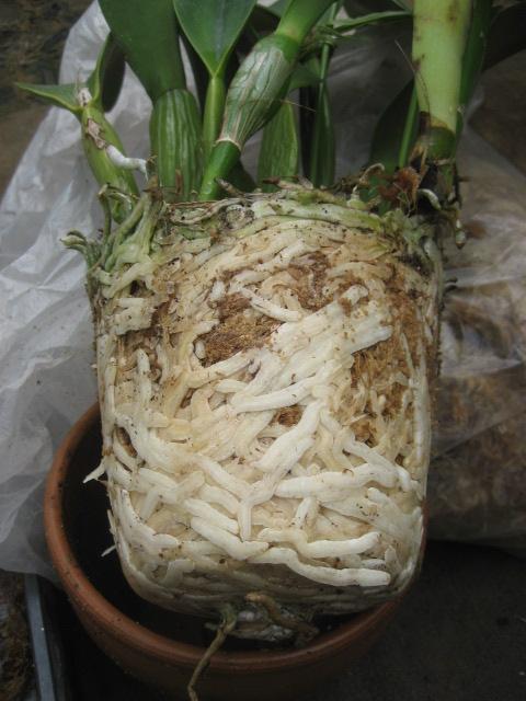 ���ƒ�̉ԂƎČ��E��