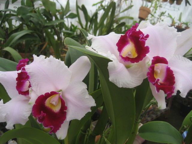 ���ƒ�̉ԂƎČ��E��