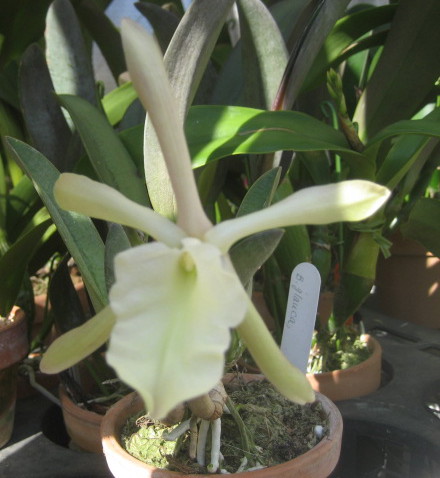 ���ƒ�̉ԂƎČ��E��