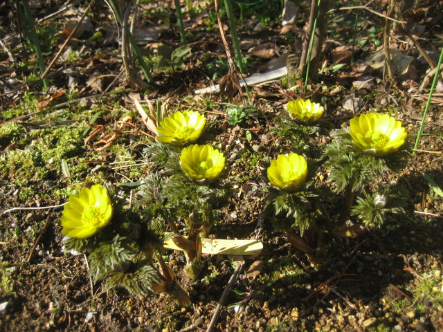 ���ƒ�̉ԂƎČ��E��