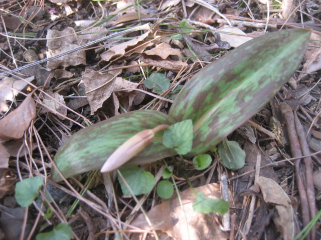 ���ƒ�̉ԂƎČ��E��