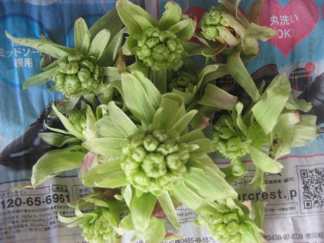 ���ƒ�̉ԂƎČ��E��