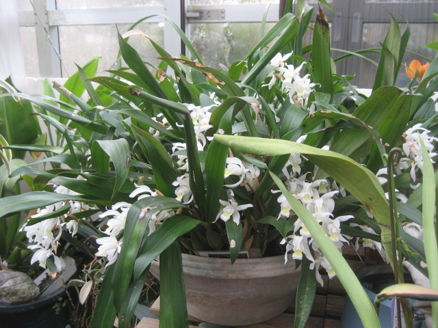 ���ƒ�̉ԂƎČ��E��