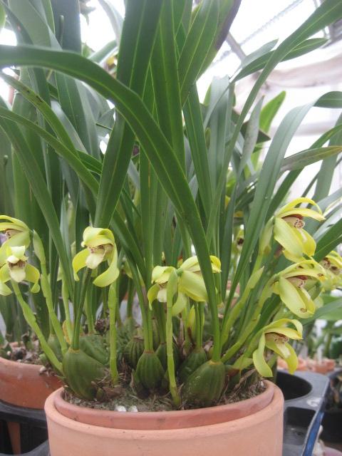 ���ƒ�̉ԂƎČ��E��