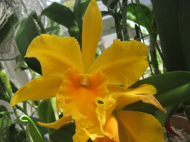 ���ƒ�̉ԂƎČ��E��