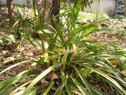 ���ƒ�̉ԂƎČ��E��