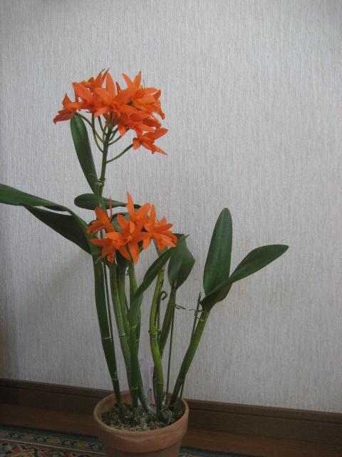 ���ƒ�̉ԂƎČ��E��