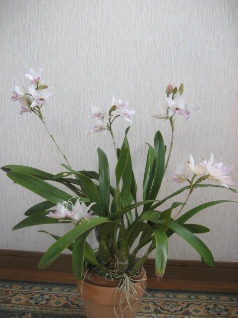 ���ƒ�̉ԂƎČ��E��