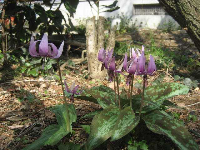 ���ƒ�̉ԂƎČ��E��