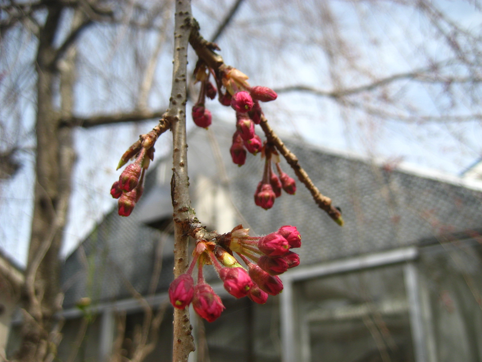 ���ƒ�̉ԂƎČ��E��